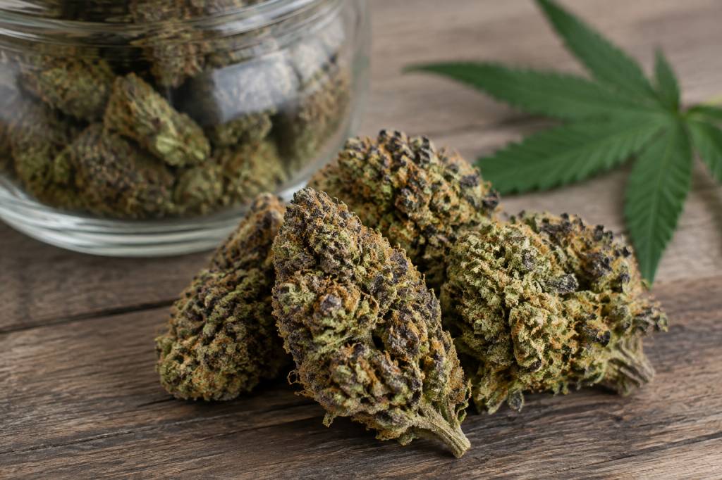 Cookie kush : test et guide d’achat d’une fleur de CBD populaire